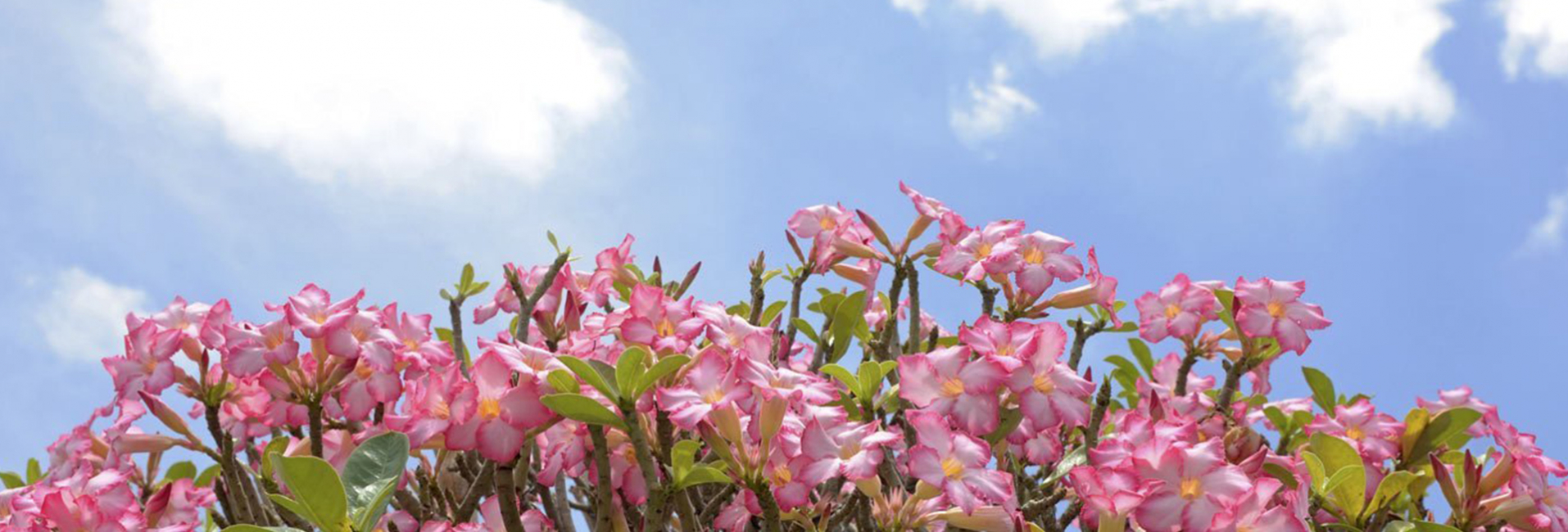 Comprare Composizioni Piante