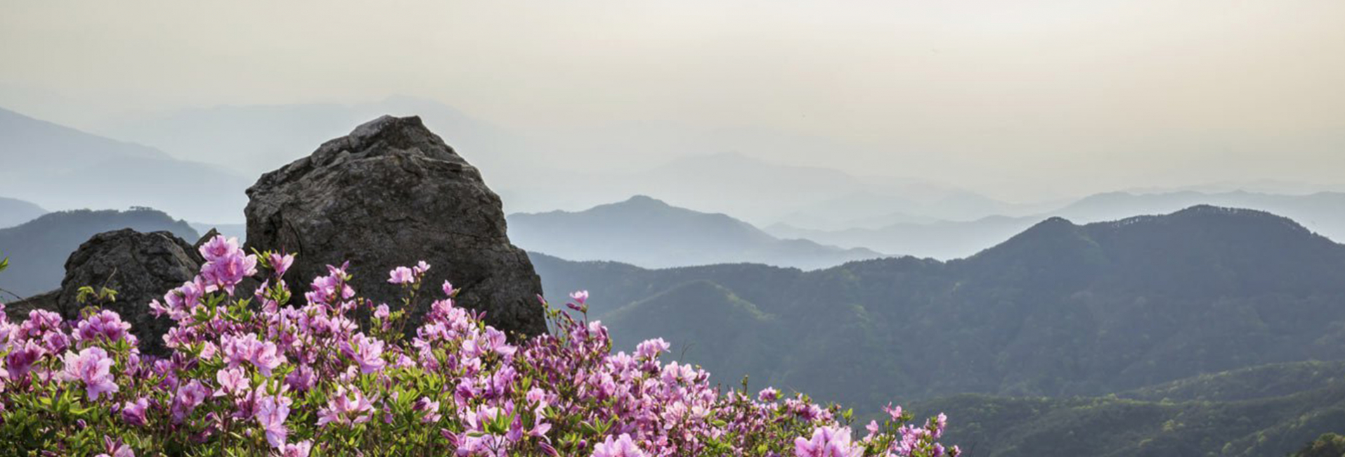 Vendita Composizioni Floreali