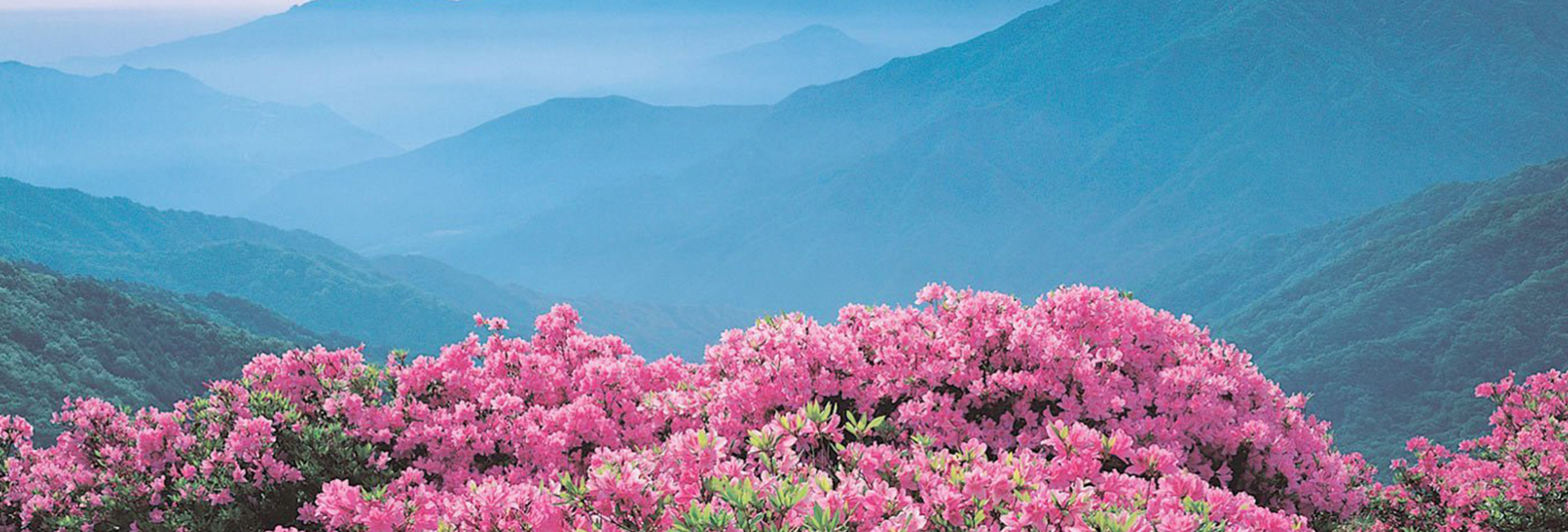 Vendita Bonsai Online